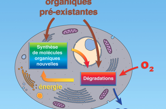 L'énergie dans la cellule - Hétérotrophie - schéma de synthèse